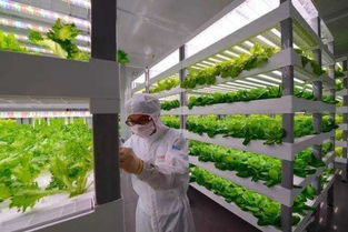 中科生物植物工廠(chǎng)栽培模組賣(mài)到美國(guó)