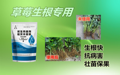移栽草莓用這個(gè)生根就是好啊