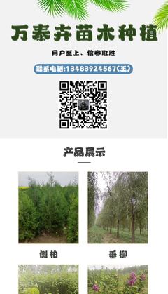 冬青球 精品苗圃綠化灌木綠化植物 萬(wàn)泰卉質(zhì)量好可贈(zèng)送