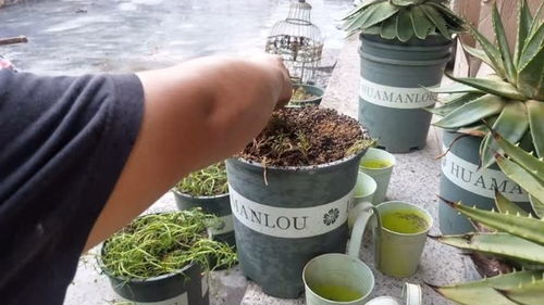 最適合懶人種植的植物,重瓣太陽(yáng)花扦插,一個(gè)月可從一盆到數(shù)十盆
