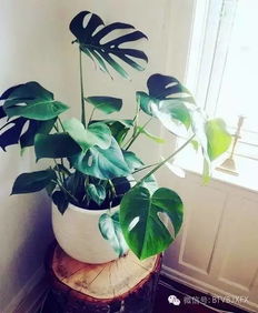 植物的種植秘籍,愛(ài)花的朋友有福了