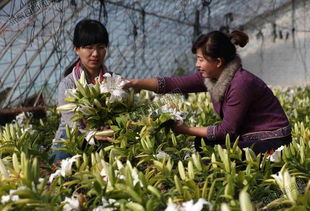 宣化中昊化工廠(chǎng)利用閑置廠(chǎng)區(qū)建花卉種植基地