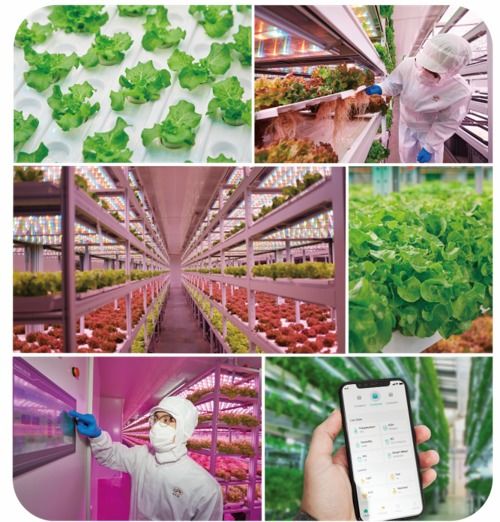 未來(lái)的 植物工廠(chǎng) 顛覆傳統(tǒng)農(nóng)業(yè)種植方式