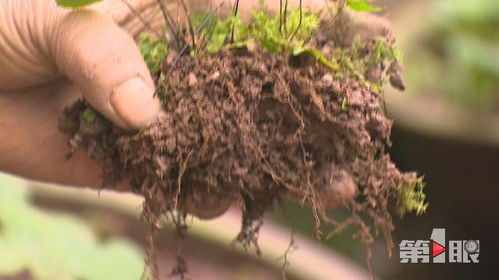 這種 植物大熊貓 已人工繁殖3500多株